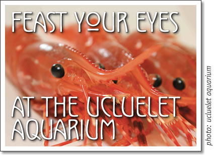feast your eyes at ucluelet aquarium