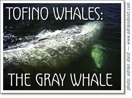 gray whale in tofino