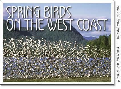tofino birdwatching - spring boards on the West Coast