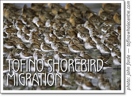 tofino shorebird migration